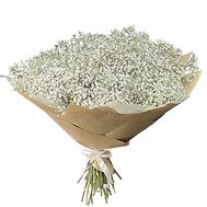 101 gypsophila