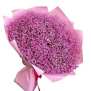 101 pink gypsophila