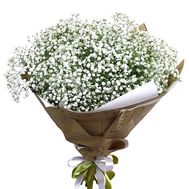 75 white gypsophila