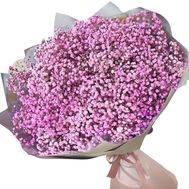 75 pink gypsophila