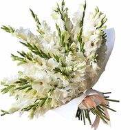 Anniversary white gladiolus