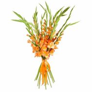 Bouquet of 17 orange gladioli with ribbon