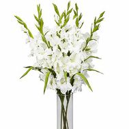 Bouquet of 7 white gladiolus beloved