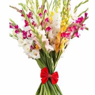 Bouquet of gladiolus happy birthday