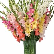 Bouquet of 101 gladiolus