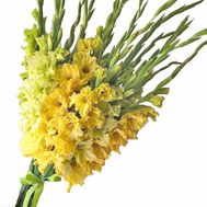Bouquet of 19 yellow gladiolus with ribbon