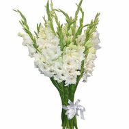 Bouquet of 25 white gladiolus