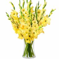 Bouquet of 25 yellow gladiolus