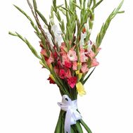 Bouquet of gladiolus