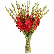 Bouquet of red gladiolus
