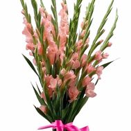 Bouquet of pink gladiolus