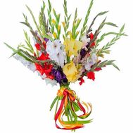 Gladiolus colorful