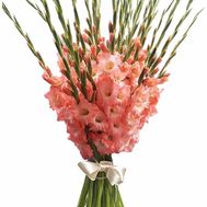 Coral gladioli in a bouquet
