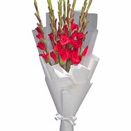Red gladioli with decoration