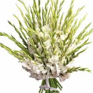 Huge bouquet of white gladioli