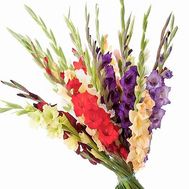 Multi-colored gladioli in a bouquet