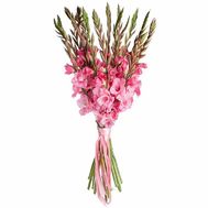 Pink gladioli for a girl's birthday