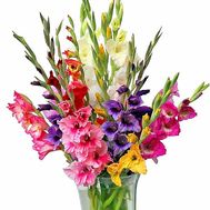 Bright bouquet of colorful gladioli