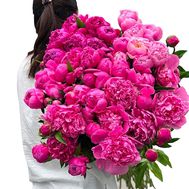 101 pink peony