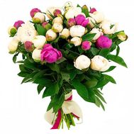 35 pink and white peonies