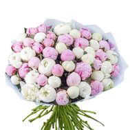 51 pink and white peonies