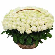 101 white roses in a basket