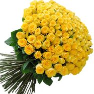101 Dutch yellow meter rose