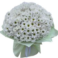 Bouquet of beautiful daisies