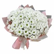 Bouquet of camomiles to buy