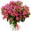 Buy bouquet of bush roses