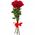 7 red roses