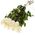 Imported white roses