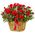 Bush roses in a pot in a basket