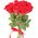 Roses Freedom