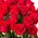 25 imported red roses - view 2