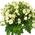 Bouquet of cream spray roses - view 1