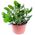 Money tree in a pot