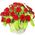 Basket of red roses