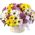 Basket of multi-colored chrysanthemums