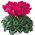 Red Cyclamen