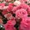 A small bouquet of pink roses - view 1