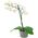 Phalaenopsis orchid in a pot