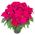 Poinsettia in the pot