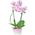 Pink orchid in a pot