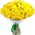 51 chrysanthemum buy