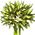 Chic bouquet of lilies