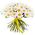 A chic bouquet of chamomiles
