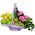 Basket of fresh flowers Fruit