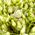 Delicate bouquet of white eustoma 4