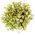Delicate bouquet of white eustoma 3